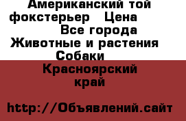 Американский той фокстерьер › Цена ­ 25 000 - Все города Животные и растения » Собаки   . Красноярский край